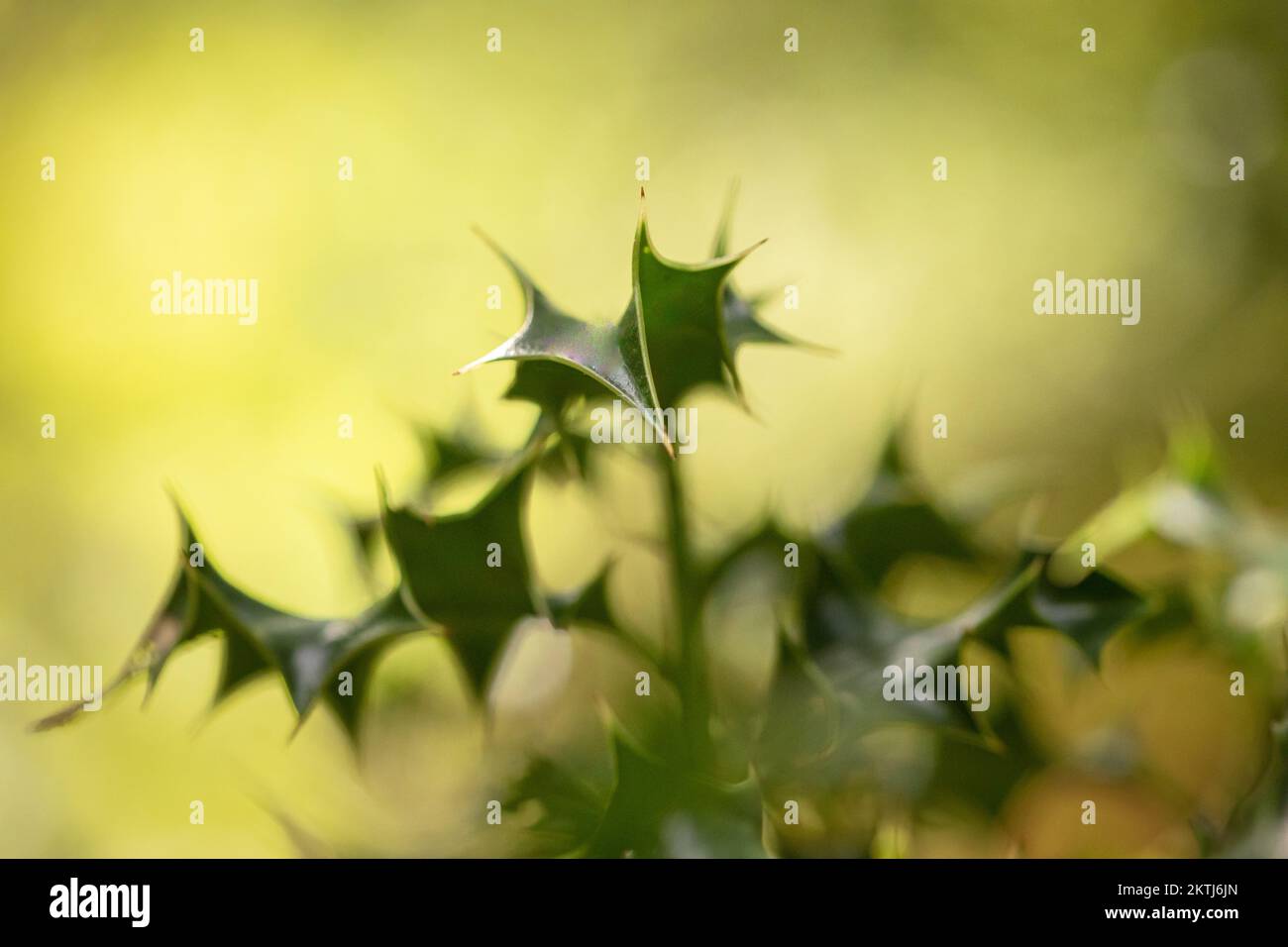 Die Sträucher (Ilex aquifolium) wachsen im Unterholz von Hawkcombe, Exmoor, West Somerset Stockfoto