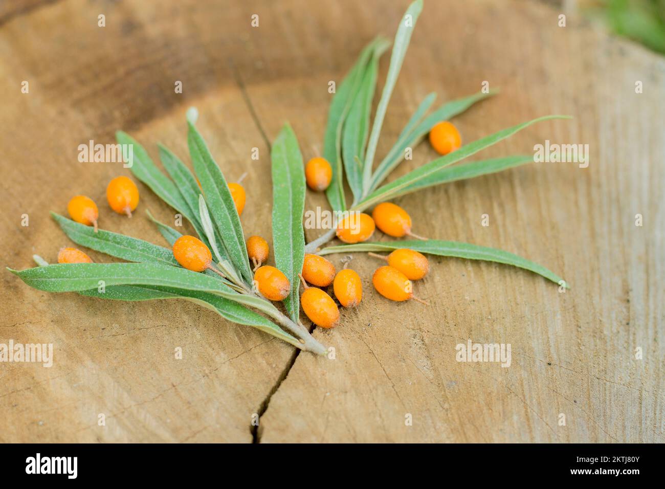Seaberry auch bekannt als Sanddorn (Hippophae Rhamnoides), Gattung der Sanddornarten, orangegelbe Beeren und silbrig-grüne Blätter auf Holzbrett Stockfoto