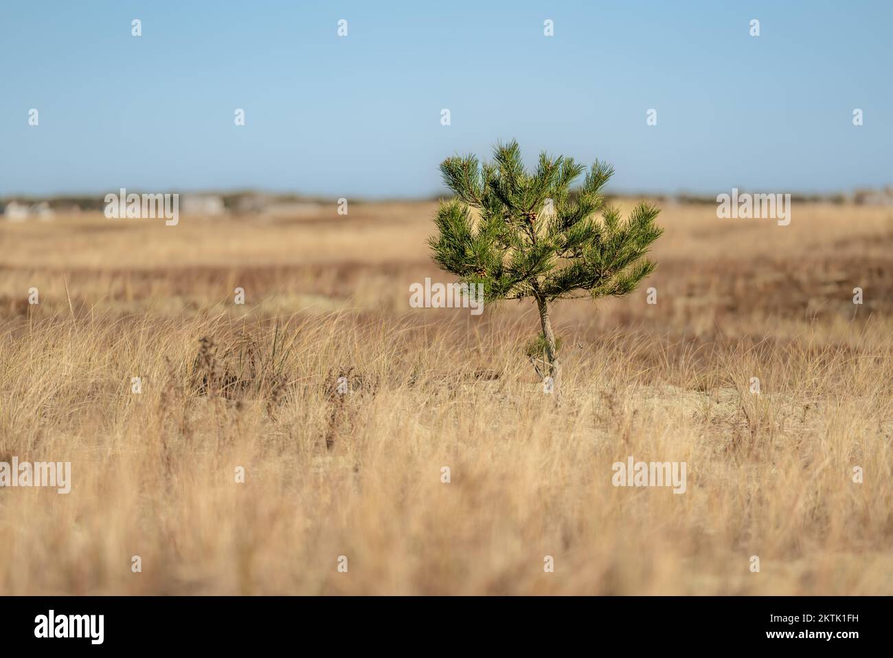 Blick auf den Thatcher Park Beach im Herbst in Yarmouth, Cape Cod, Massachusetts, MA, USA. Stockfoto