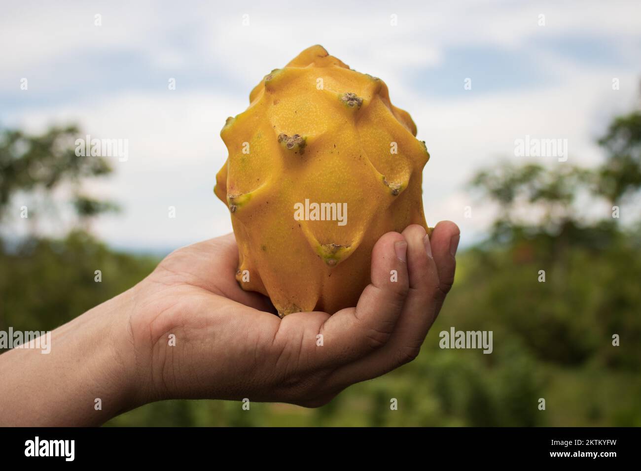 Pitahaya oder Drachenfrucht, ist eine köstliche Frucht, die man überall ...