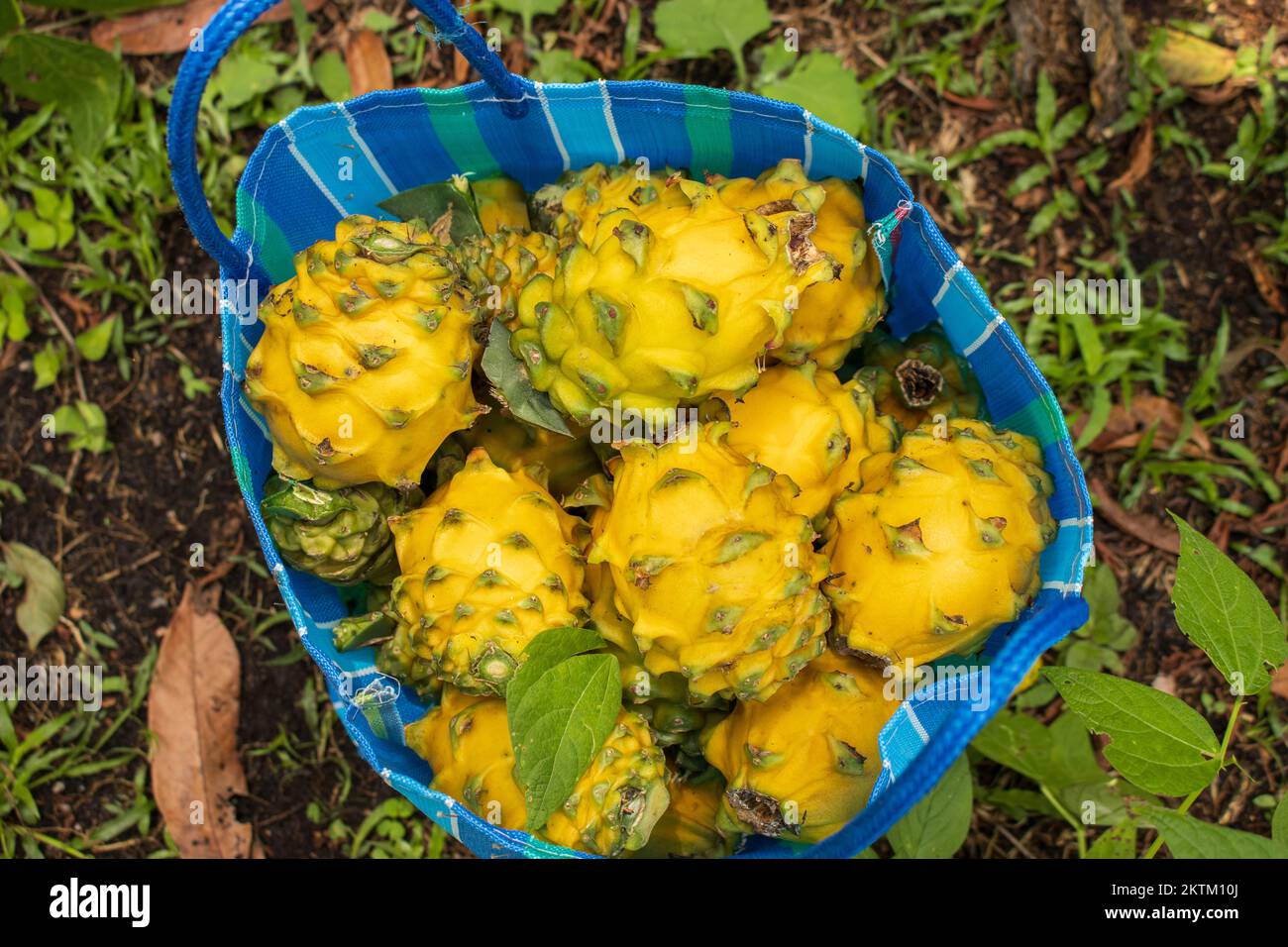 Arbol dragon -Fotos und -Bildmaterial in hoher Auflösung – Alamy Arbol dragon -Fotos und -Bildmaterial in hoher Auflösung – Alamy