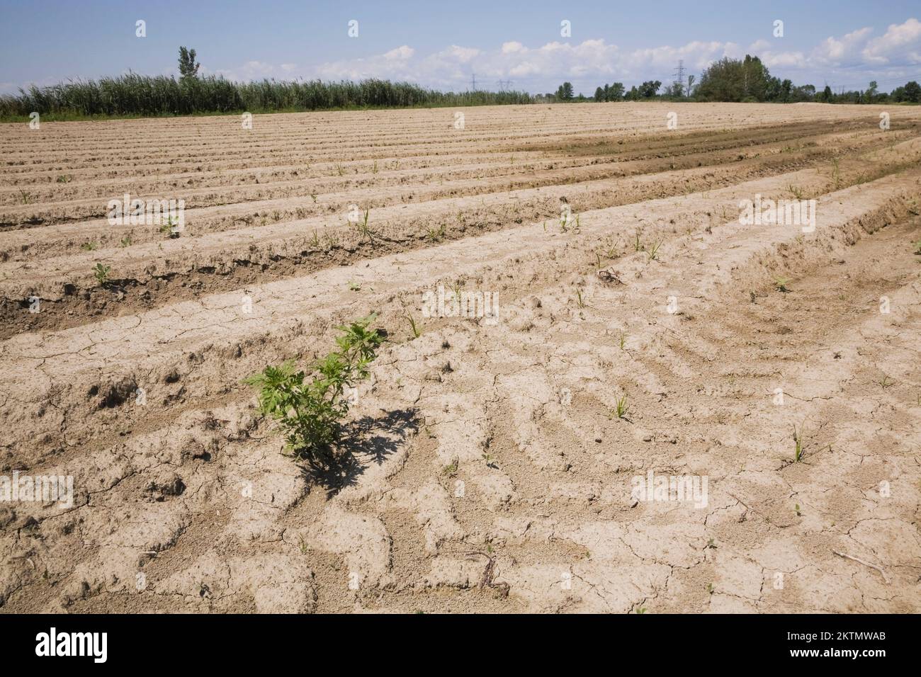Nahaufnahme von gekracktem und getrocknetem Boden mit Unkraut, das während der Dürre im Sommer auf dem landwirtschaftlichen Feld wächst. Stockfoto