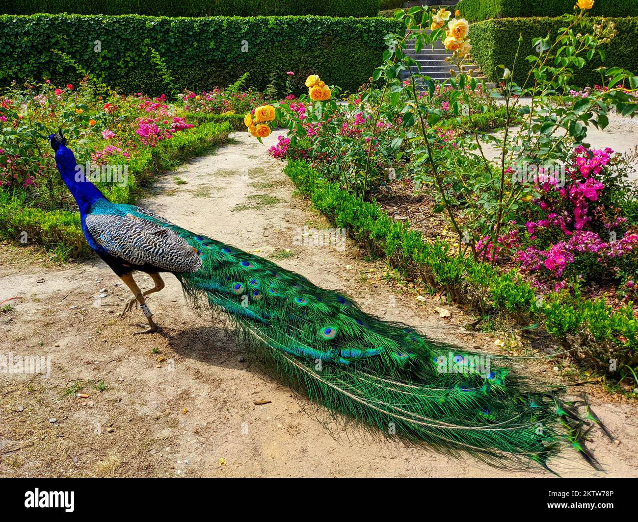 Peacock Walking im Parkrosarium von Jardim do Palacio de Cristlal, blühende farbenfrohe Rosen, Porto, Portugal Stockfoto