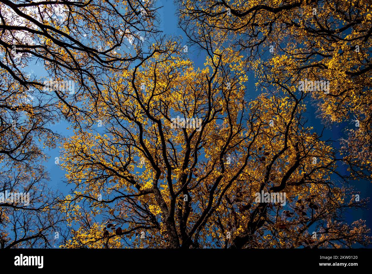 29. November 2022: Fort Worth, Texas, wechselt in den Winter, da der Herbst einen Großteil der Bäume und wilden Umgebungen in wunderschöne Herbstfarben verwandelt. Texaner strömen herbei, um sich ihre Herbstfotos zu holen 11/29/2022. (Kreditbild: © Chris Rusanowsky/ZUMA Press Wire) Stockfoto