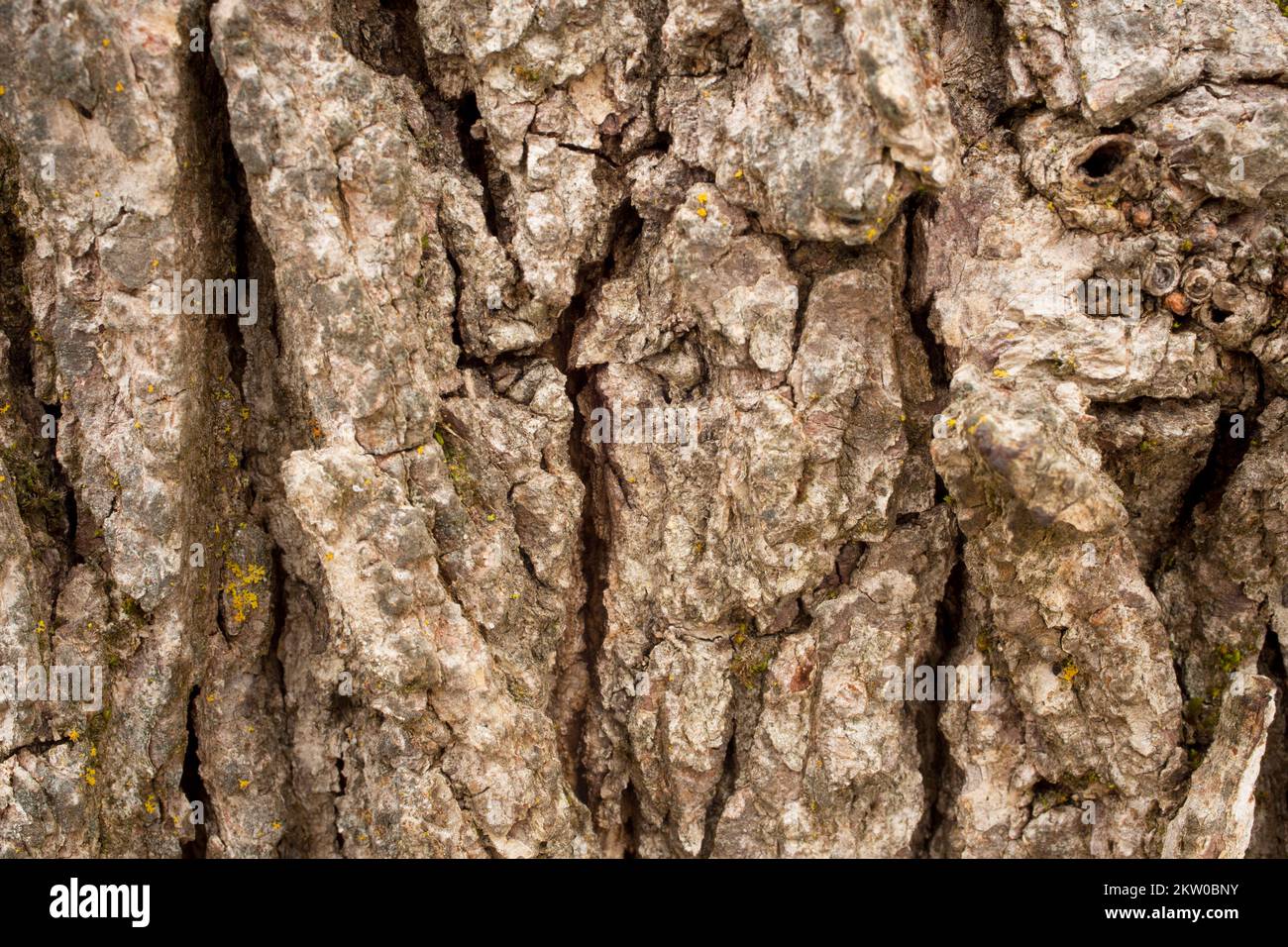 Detail der zerkleinerten Rinde auf einer Weißeiche, Quercus alba, in Troja, Montana. Diese Baumarte ist nicht in der Region heimisch, in der sie gefunden wurde. G Stockfoto