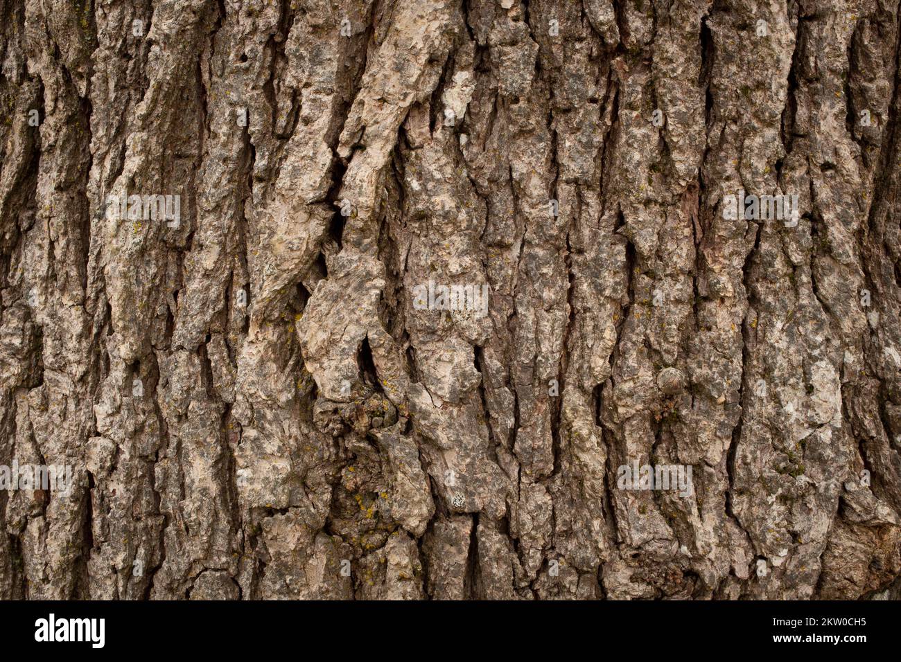 Detail der zerkleinerten Rinde auf einer Weißeiche, Quercus alba, in Troja, Montana. Diese Baumarte ist nicht in der Region heimisch, in der sie gefunden wurde. G Stockfoto