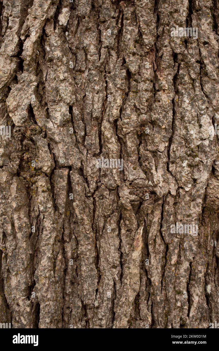 Detail der zerkleinerten Rinde auf einer Weißeiche, Quercus alba, in Troja, Montana. Diese Baumarte ist nicht in der Region heimisch, in der sie gefunden wurde. G Stockfoto