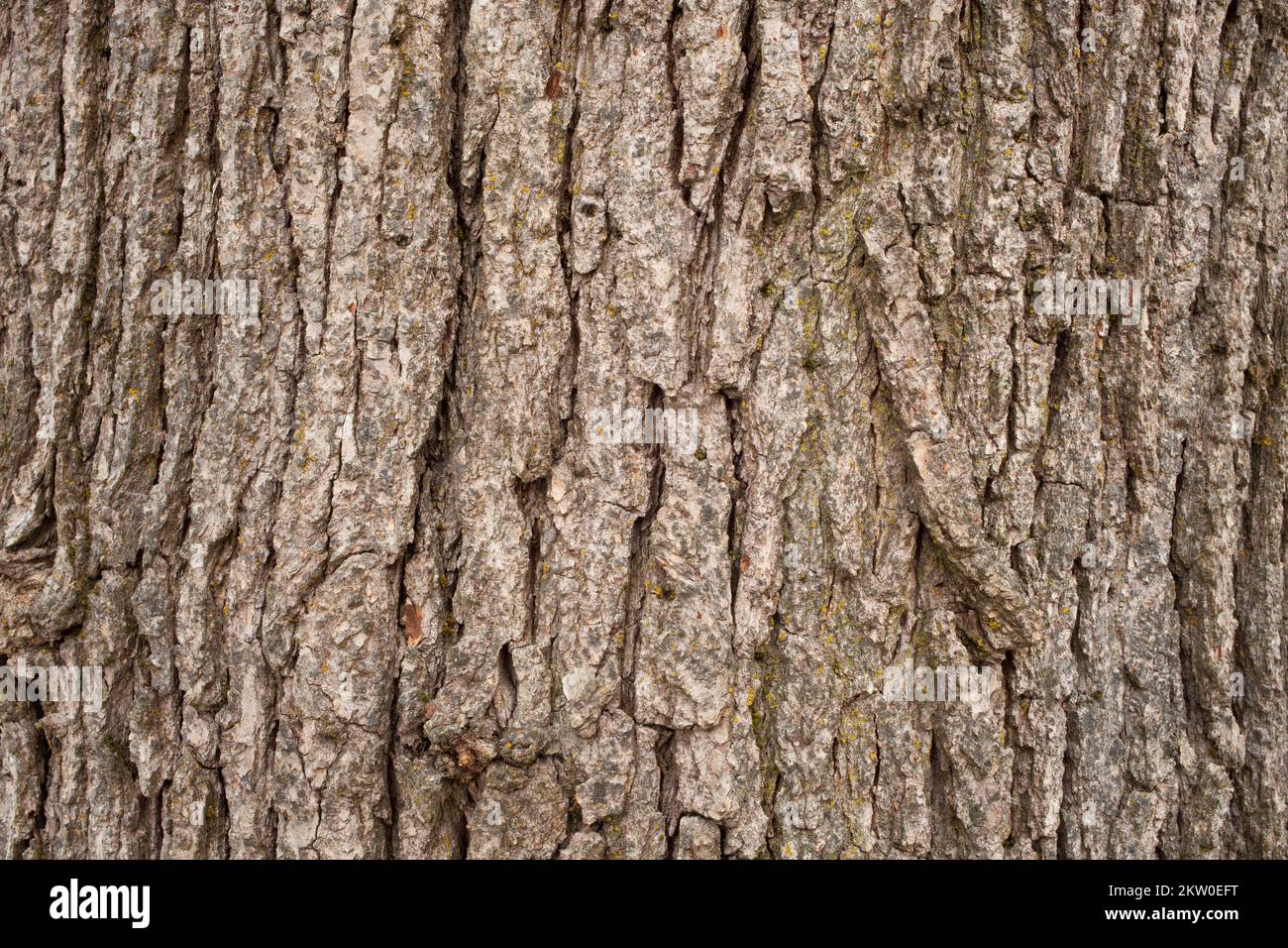 Detail der zerkleinerten Rinde auf einer Weißeiche, Quercus alba, in Troja, Montana. Stockfoto