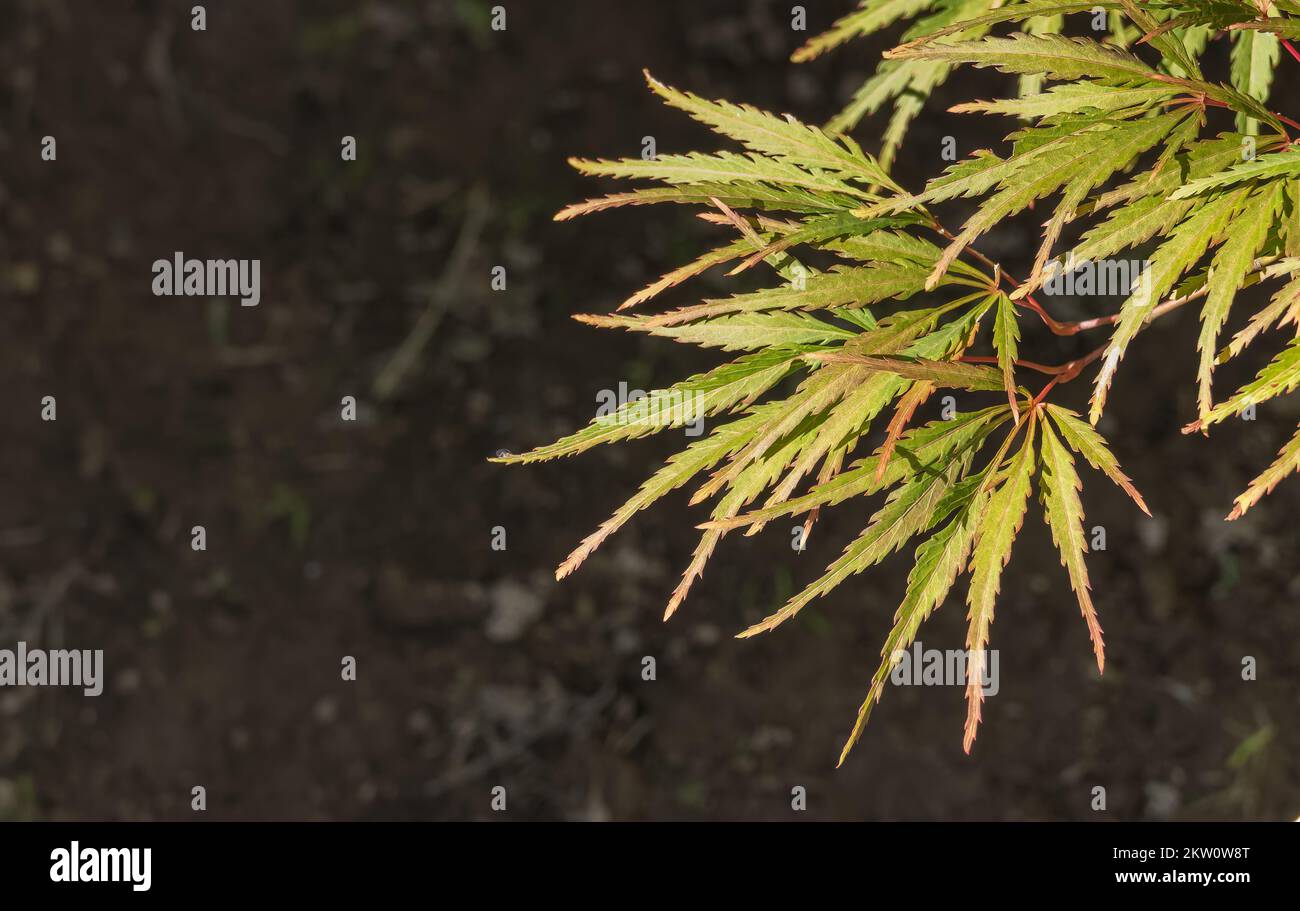 Nahaufnahme der Ahornblätter des Sektums in der Sommersonne im Garten Stockfoto
