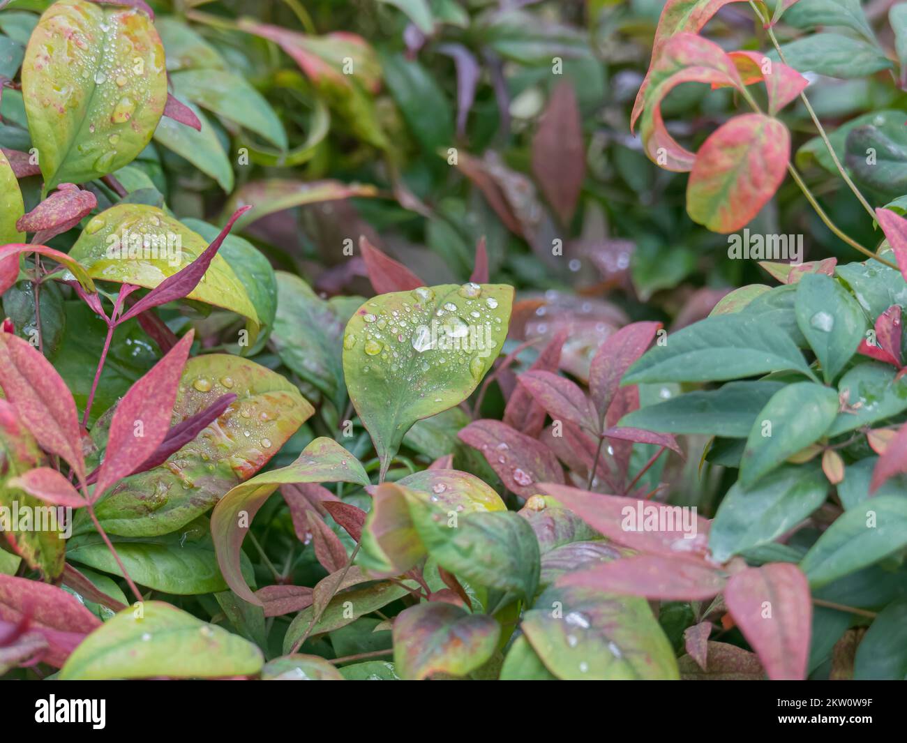 Nandina domestica Feuerwerk im Freien mit Tageslicht Stockfoto