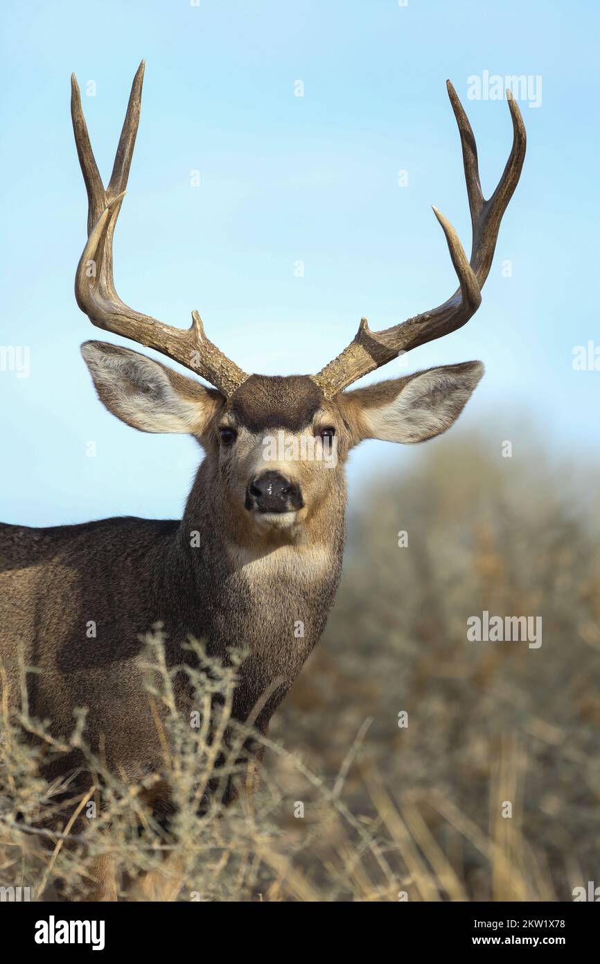 Porträt von Mule Deer Buck mit großem Geweih während der Rutsche Stockfoto