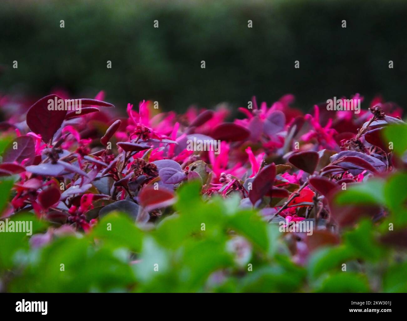 YICHANG, CHINA - 30. NOVEMBER 2022 - die Anti-Saison Loropetalum chinense var. Rubrum Yieh blüht im Park Begegnung kalt am 30. November 2022, Stockfoto