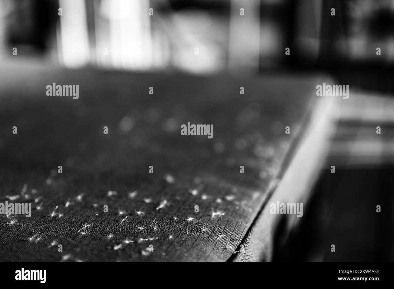 Wind streute Rohrsaat auf einem Outdoor-Terrassenmöbel-Kissen. Stockfoto