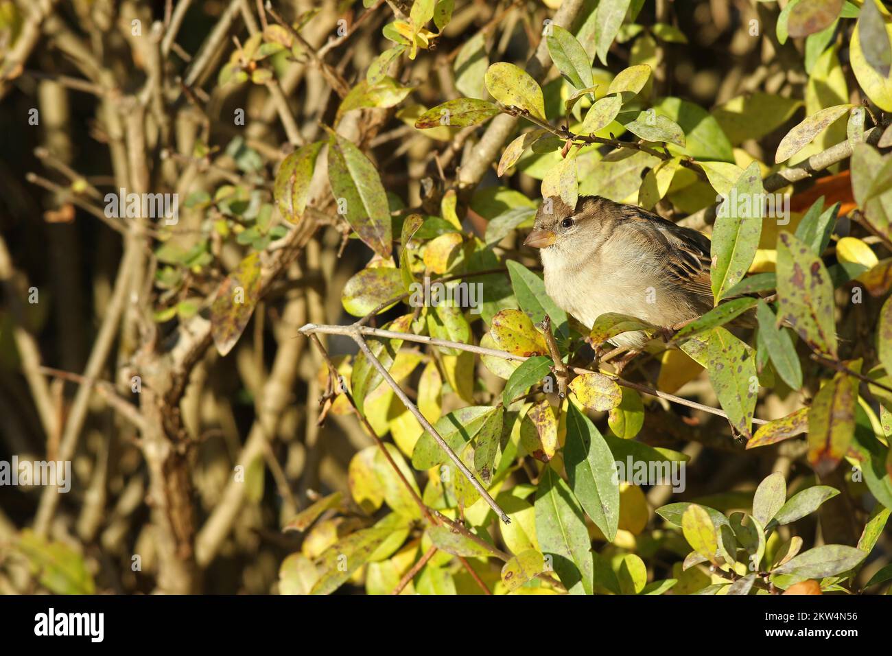 Hausspatz (Passer domesticus), weiblich in wildem Schrein (Ligustrum vulgare) in Garten, Allgäu, Bayern, Deutschland, Europa Stockfoto