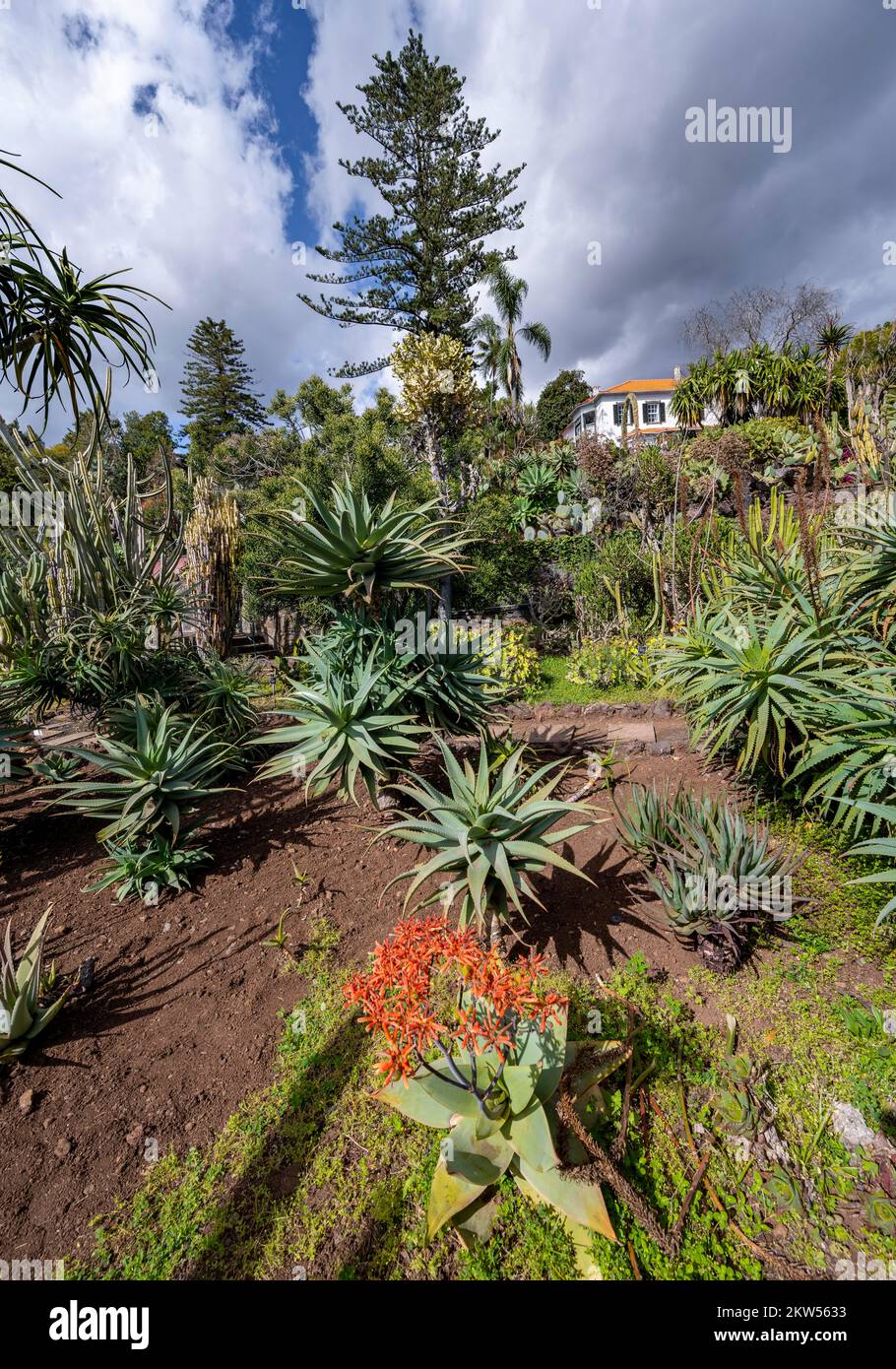 Kakteen, Agaven und Sukkulenten im Botanischen Garten, Jardim Botanico,  Funchal, Madeira, Portugal, Europa Stockfotografie - Alamy
