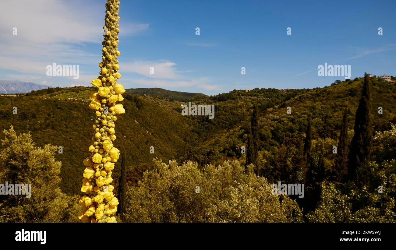 Mullein (Verbascum), grüne Berglandschaft, Zypressen (cupressus), blauer Himmel, weiße Wolken, Lefkada, Lefkas, Ionische Inseln, Griechenland, Europa Stockfoto