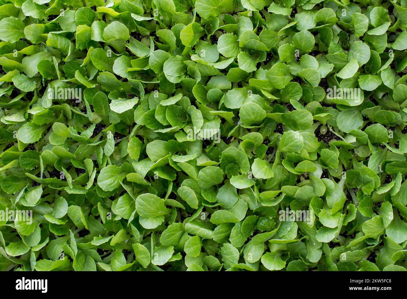 Grüne Blätter als Natur Hintergrund Textur Stockfoto