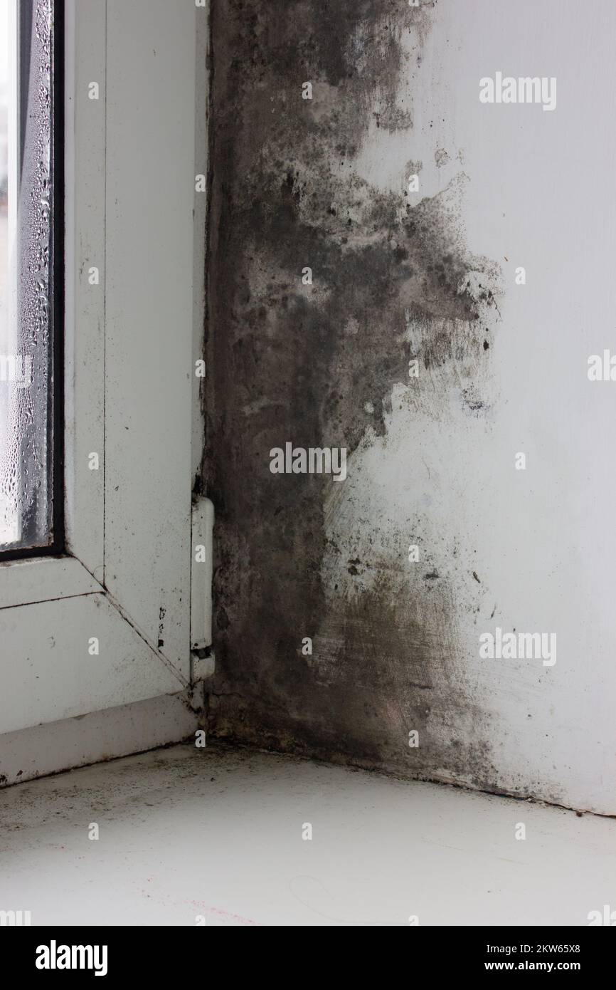 Schwarzer Schimmel und Pilz an der Wand in der Nähe des Fensters. Das Problem der Belüftung, Feuchtigkeit, Kälte in der Wohnung. Stockfoto