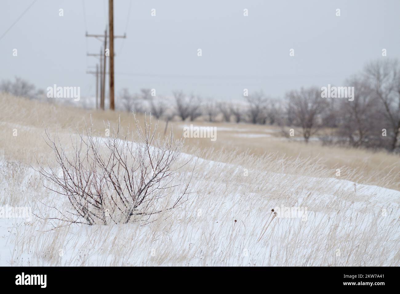 Ein kleiner Busch mitten im Winter in North Dakota. Dieses Bild zeigt die Anstrengungen, die das Leben unternimmt, um Widrigkeiten zu überwinden und sich daran anzupassen. Stockfoto