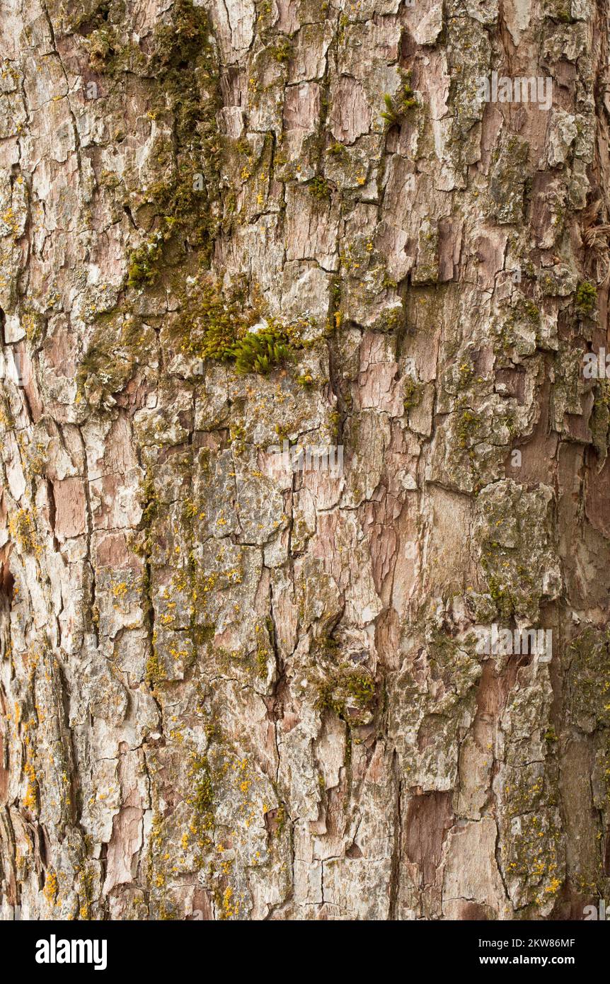 Detail der Rinde an einem Birnenbaum, Pyrus communis, in Troja, Montana. Stockfoto