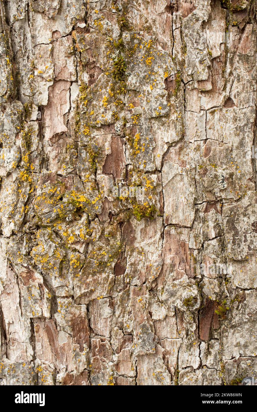 Detail der Rinde an einem Birnenbaum, Pyrus communis, in Troja, Montana ...