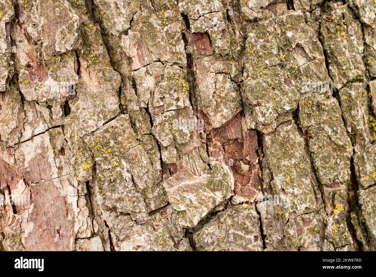 Pyrus cultrensis -Fotos und -Bildmaterial in hoher Auflösung – Alamy
