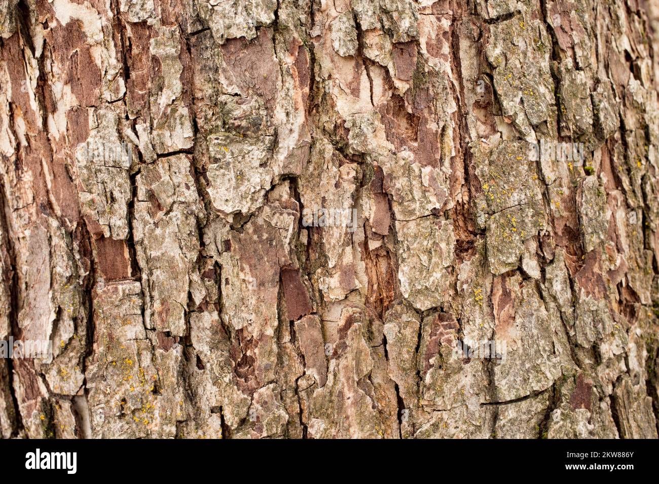 Detail der Rinde an einem Birnenbaum, Pyrus communis, in Troja, Montana. Stockfoto