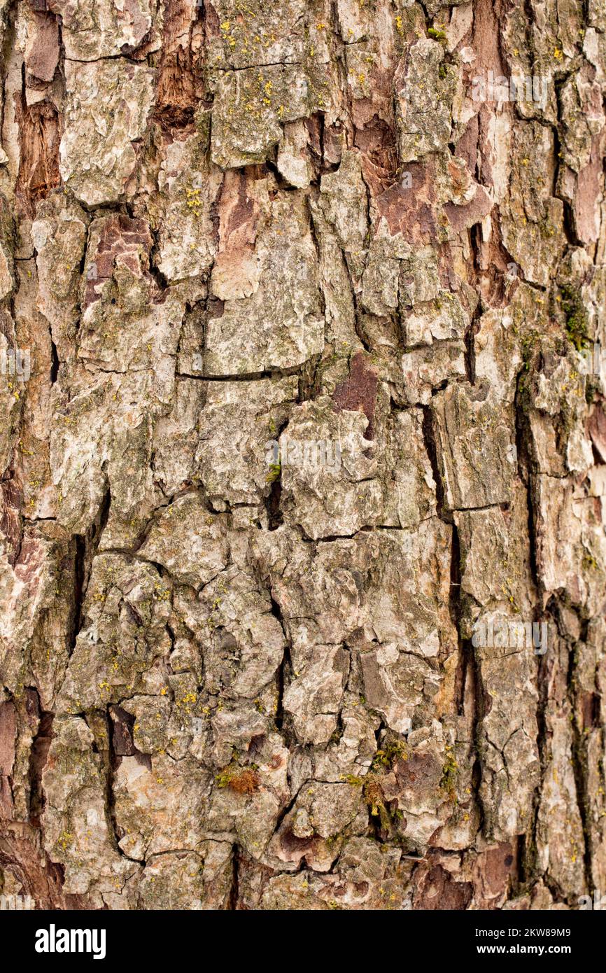 Detail der Rinde an einem Birnenbaum, Pyrus communis, in Troja, Montana. Stockfoto