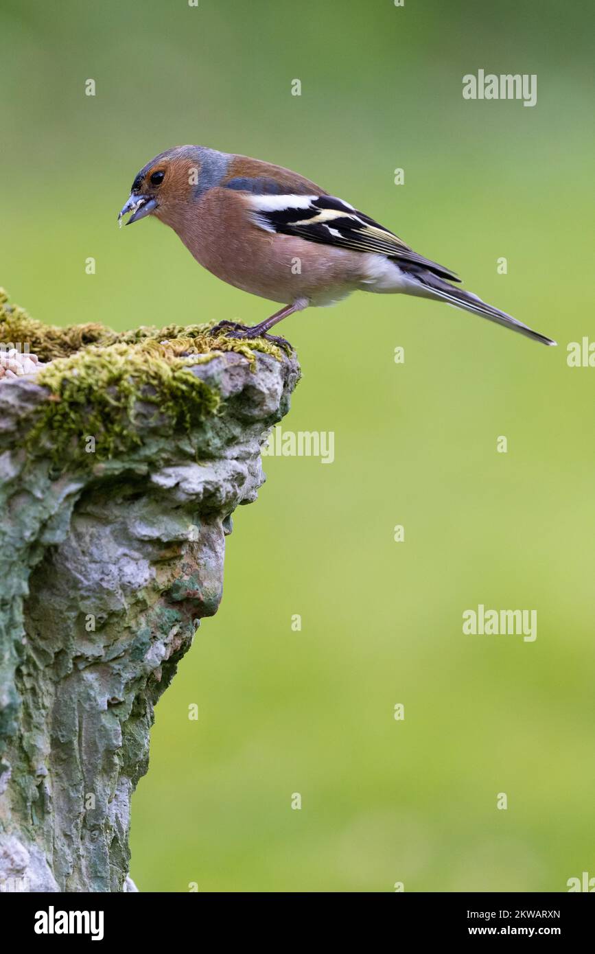 Männchen Chaffinch (Fringilla Coelebs) auf mossy Green man Gartenpflanze mit einem Samen im Schnabel Stockfoto