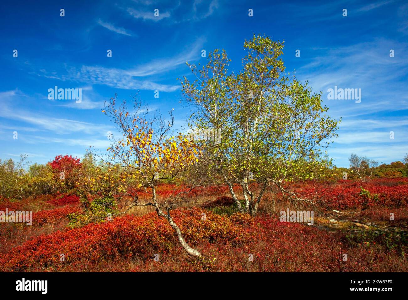 Gray Birch wächst im Herbst unter Black Hucklebeey auf Moosic Mountain, Lackawanna County Stockfoto