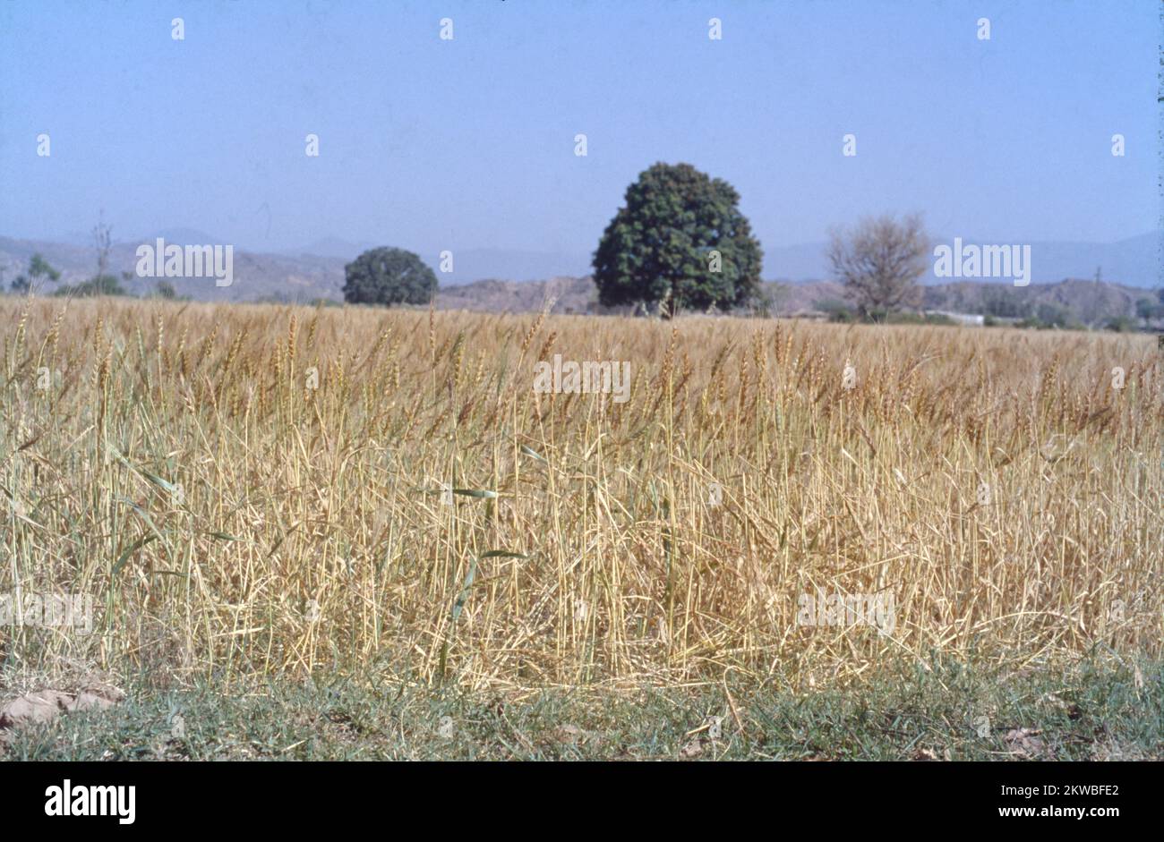 Weizen ist ein Gras, das für seine Samen weit verbreitet ist, ein Getreidegetreide, das weltweit ein Grundnahrungsmittel ist. Die Gattung Triticum besteht aus den vielen Weizenarten, wobei Weichweizen am weitesten verbreitet ist. Weizen ist ein Getreidekörner mit hohem Nährwert und breitem Anbau. Seit über 7 Jahrhunderten wird Weizen in vielen Ländern der Welt gezüchtet und geerntet. Die wichtigsten Weizenanbaustaaten Indiens sind Uttar Pradesh, Punjab, Haryana, Madhya Pradesh, Rajasthan, Bihar und Gujarat. Weizen wird auf 13 Prozent der Kulturfläche Indiens angebaut. Neben Reis ist Weizen das wichtigste Futtergetreide Indiens. Stockfoto