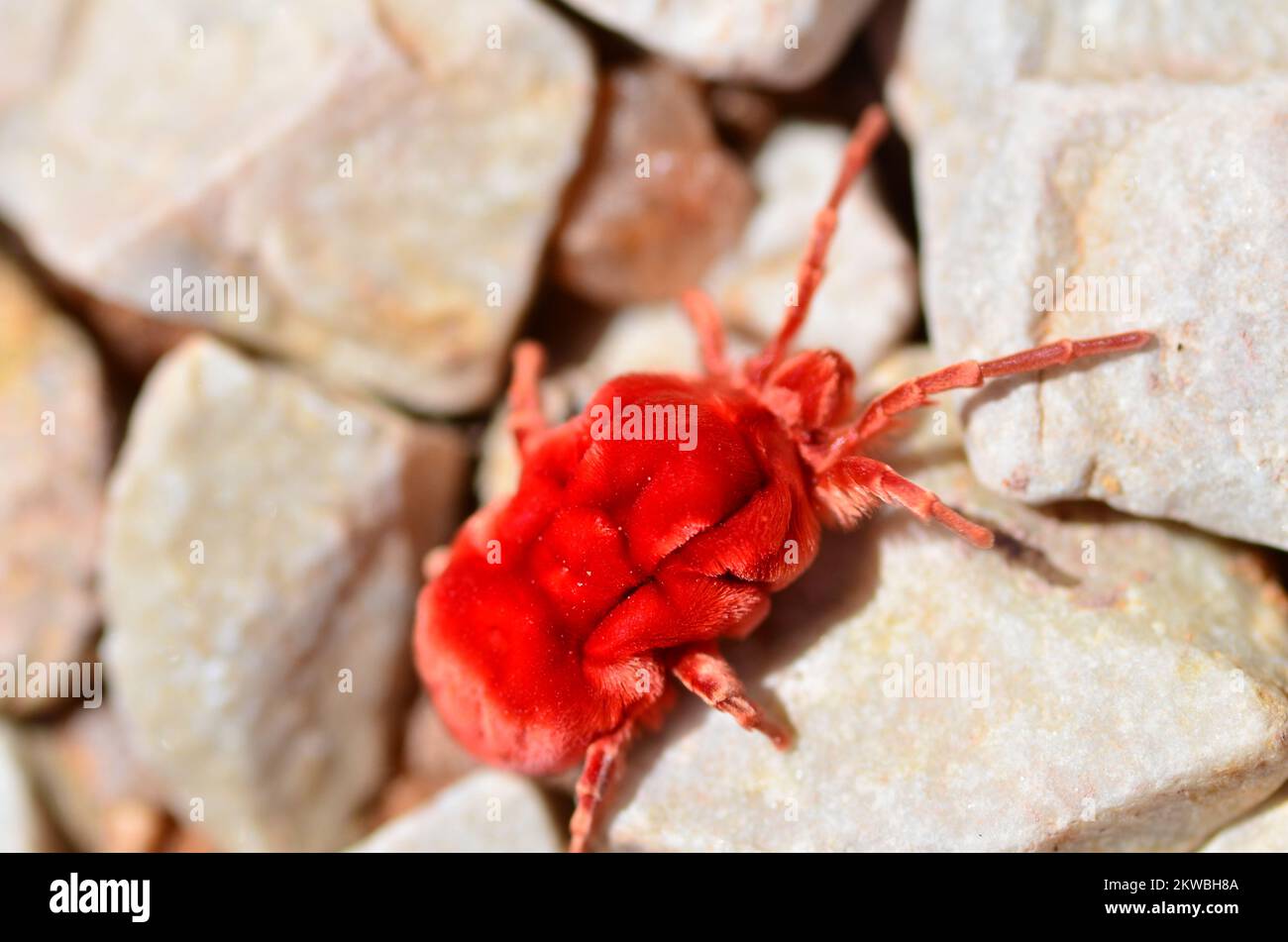 Alter staubiger großer Radlader Caterpillar Namibia Afrika Stockfoto