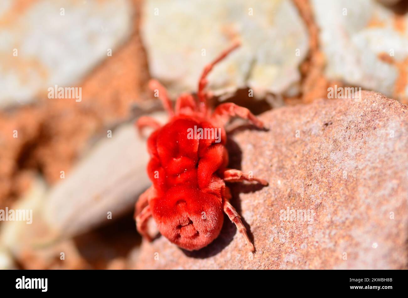 Alter staubiger großer Radlader Caterpillar Namibia Afrika Stockfoto