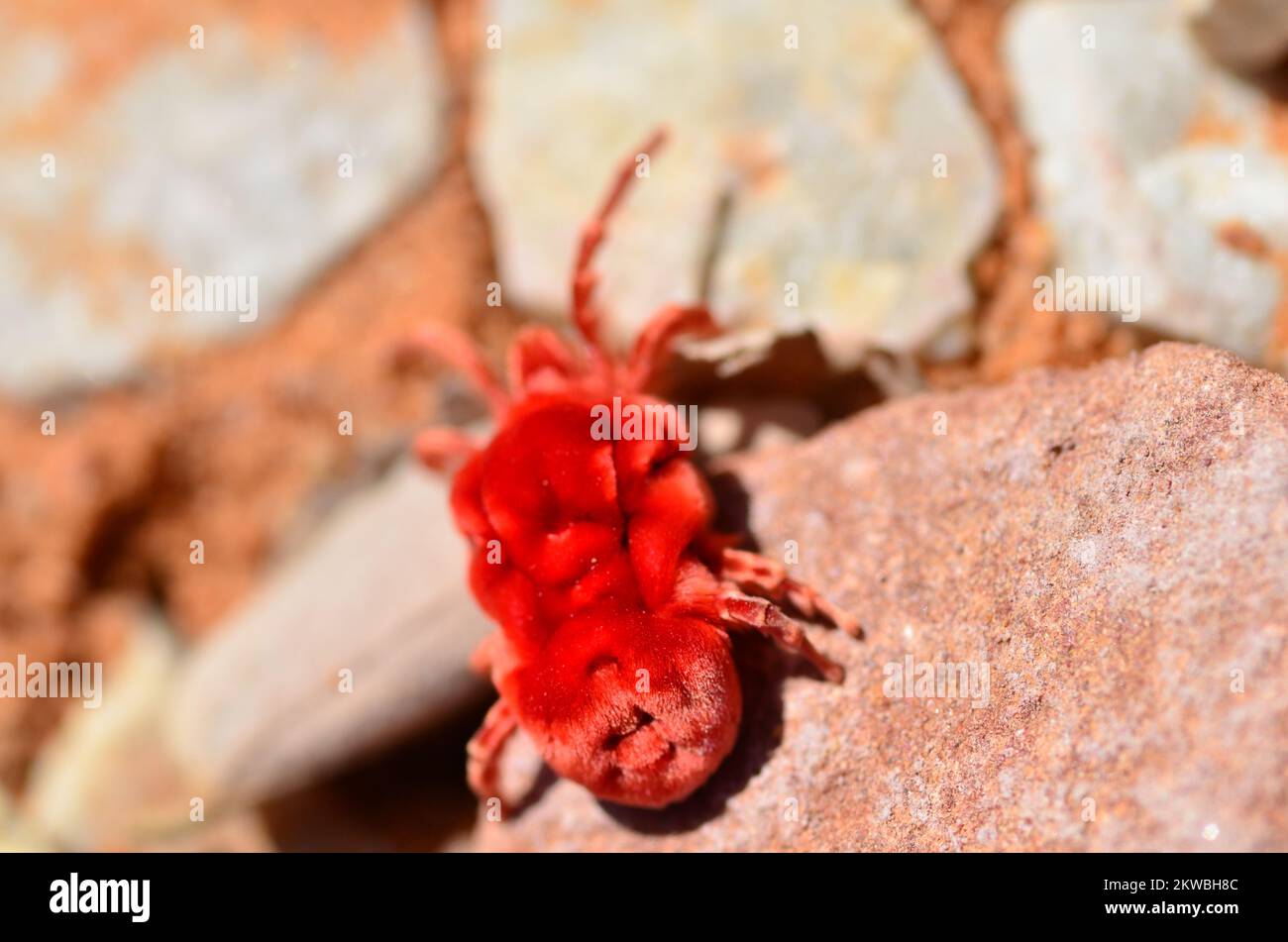 Alter staubiger großer Radlader Caterpillar Namibia Afrika Stockfoto