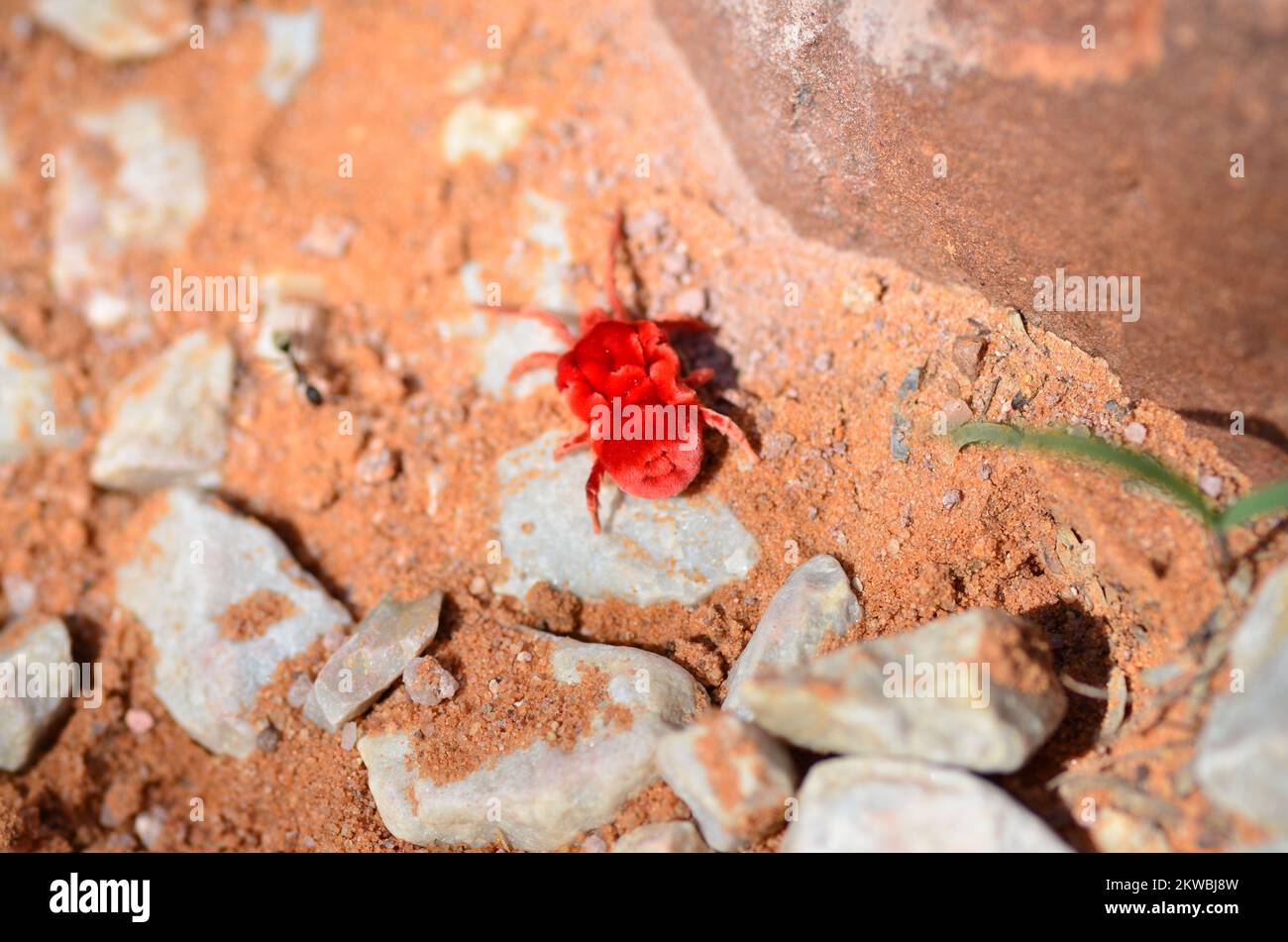 Alter staubiger großer Radlader Caterpillar Namibia Afrika Stockfoto
