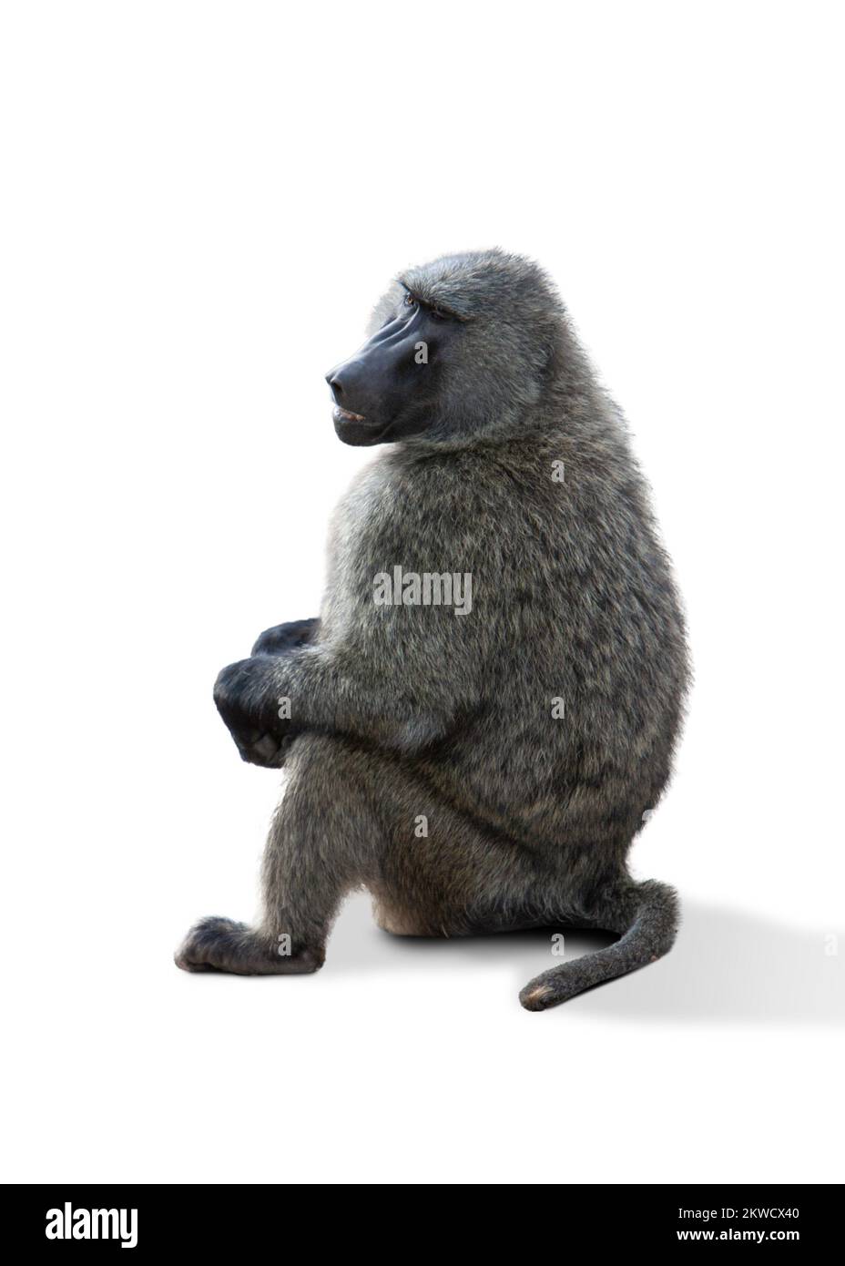 Bild eines grauen, reifen Affen, der isoliert auf weißem Hintergrund sitzt. Naturschutz für Wildtiere Stockfoto Bild eines grauen, reifen Affen, der isoliert auf weißem Hintergrund sitzt. Naturschutz für Wildtiere Stockfoto