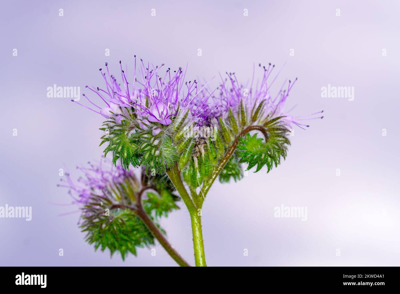 Nahaufnahme mit blühenden Tuftblumen. Bienenfreundliche Pflanze. Phacelia tanacetifolia. Stockfoto