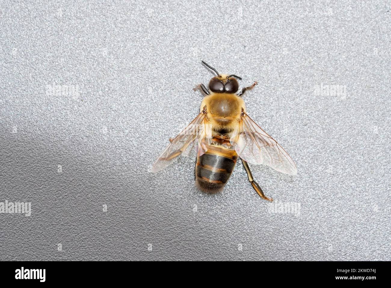 Drohne einer Bienenkolonie. Insekten-Nahaufnahme. Männliche Honigbiene. APIs mellifera Stockfoto