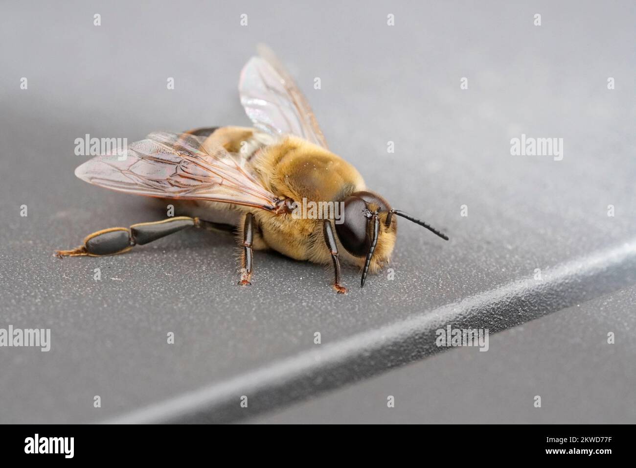 Drohne einer Bienenkolonie. Insekten-Nahaufnahme. Männliche Honigbiene. APIs mellifera Stockfoto
