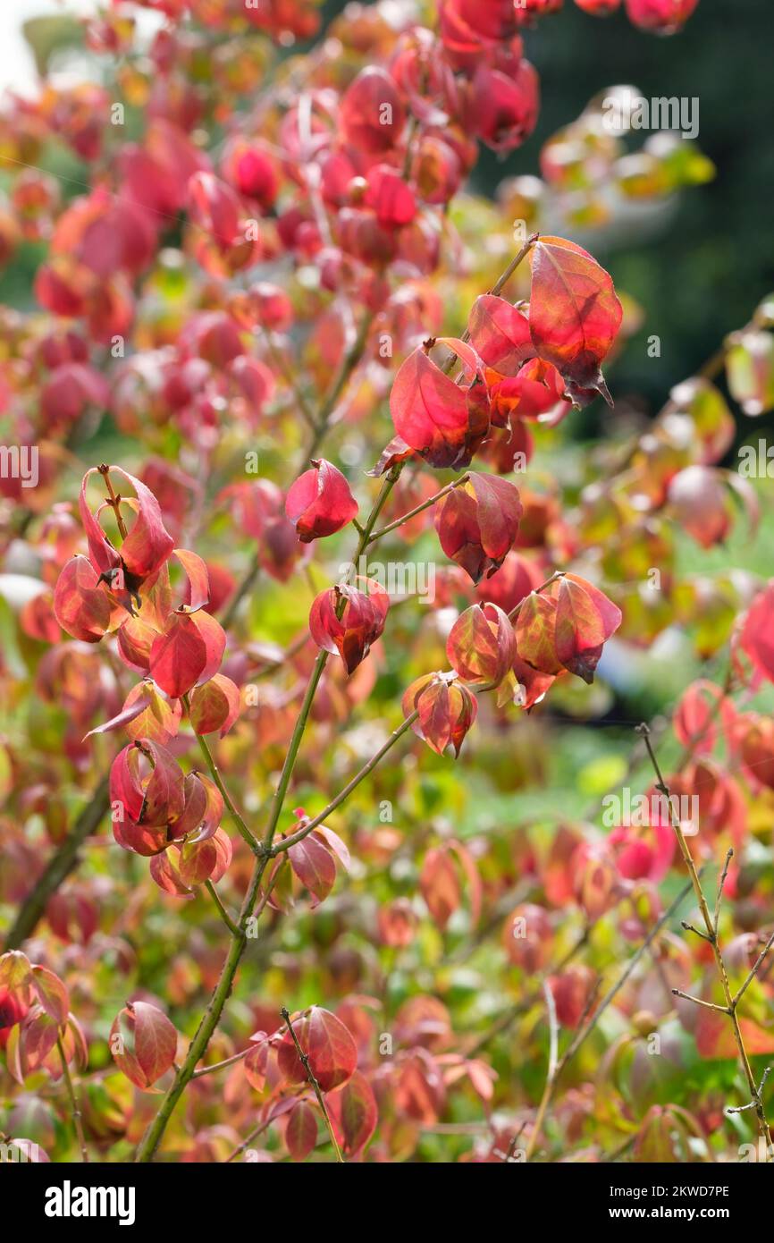 Euonymus alatus, geflügelte Spindel, geflügelter Euonymus, brennender Busch, Milchstrauch, Lässt oval und wird im Herbst rosig-purpurrot Stockfoto
