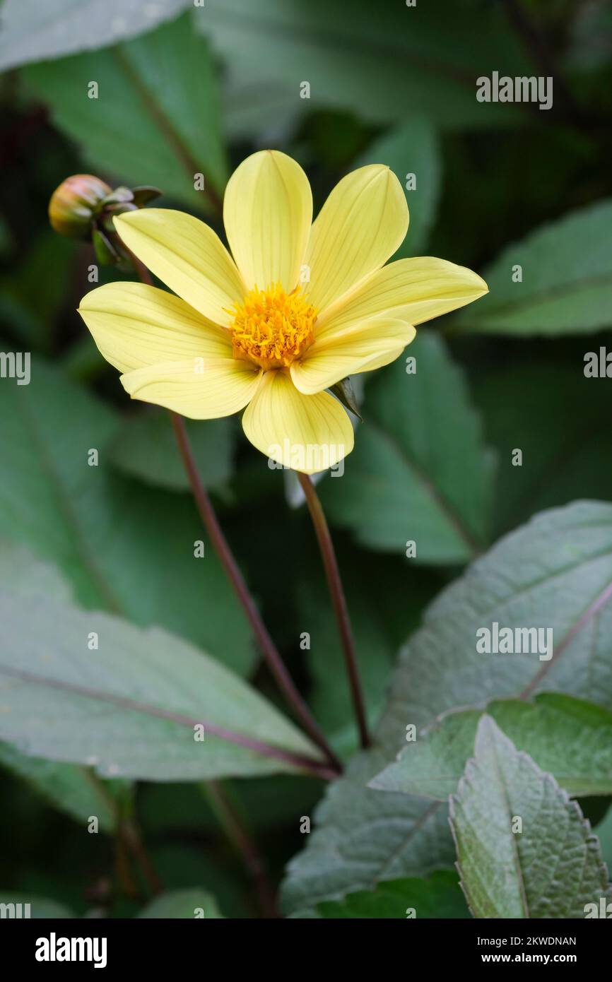 Dahlia Happy Single Party, HS Party, Happy Single Series, Single Dahlia, gelbe Blumen Stockfoto