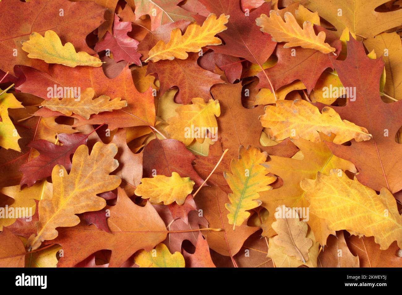 Herbsthintergrund - getrocknete braune, rote, lila, orange, gelbe Eichenblätter. Draufsicht Stockfoto