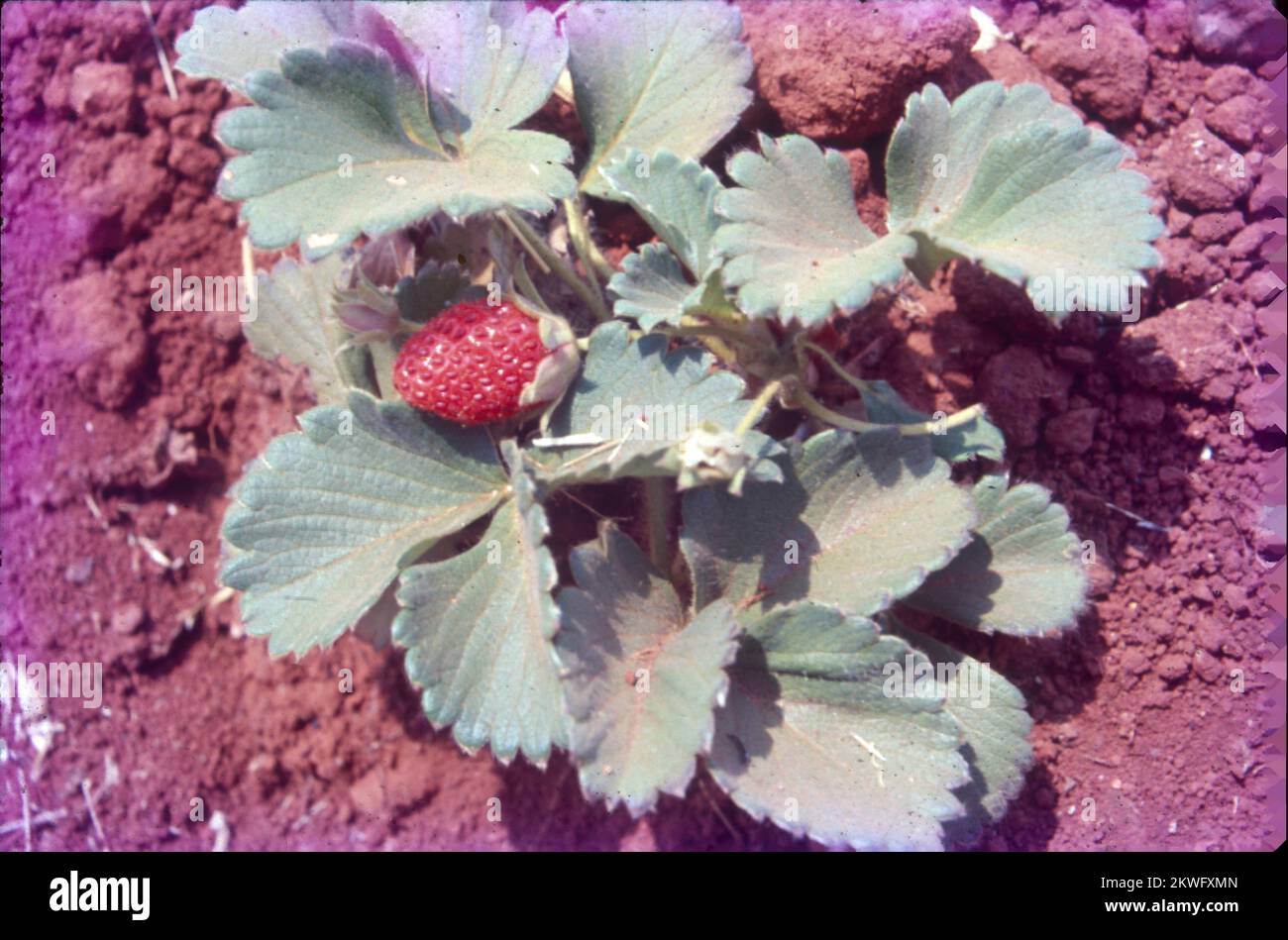 Die Gartenerdbeere ist eine weit verbreitete Hybridart der Gattung Fragaria, zusammen als Erdbeeren bekannt, die weltweit für ihre Früchte angebaut werden. Die Frucht wird weithin für ihr charakteristisches Aroma, ihre leuchtend rote Farbe, ihre saftige Textur und ihre Süße geschätzt. Stockfoto