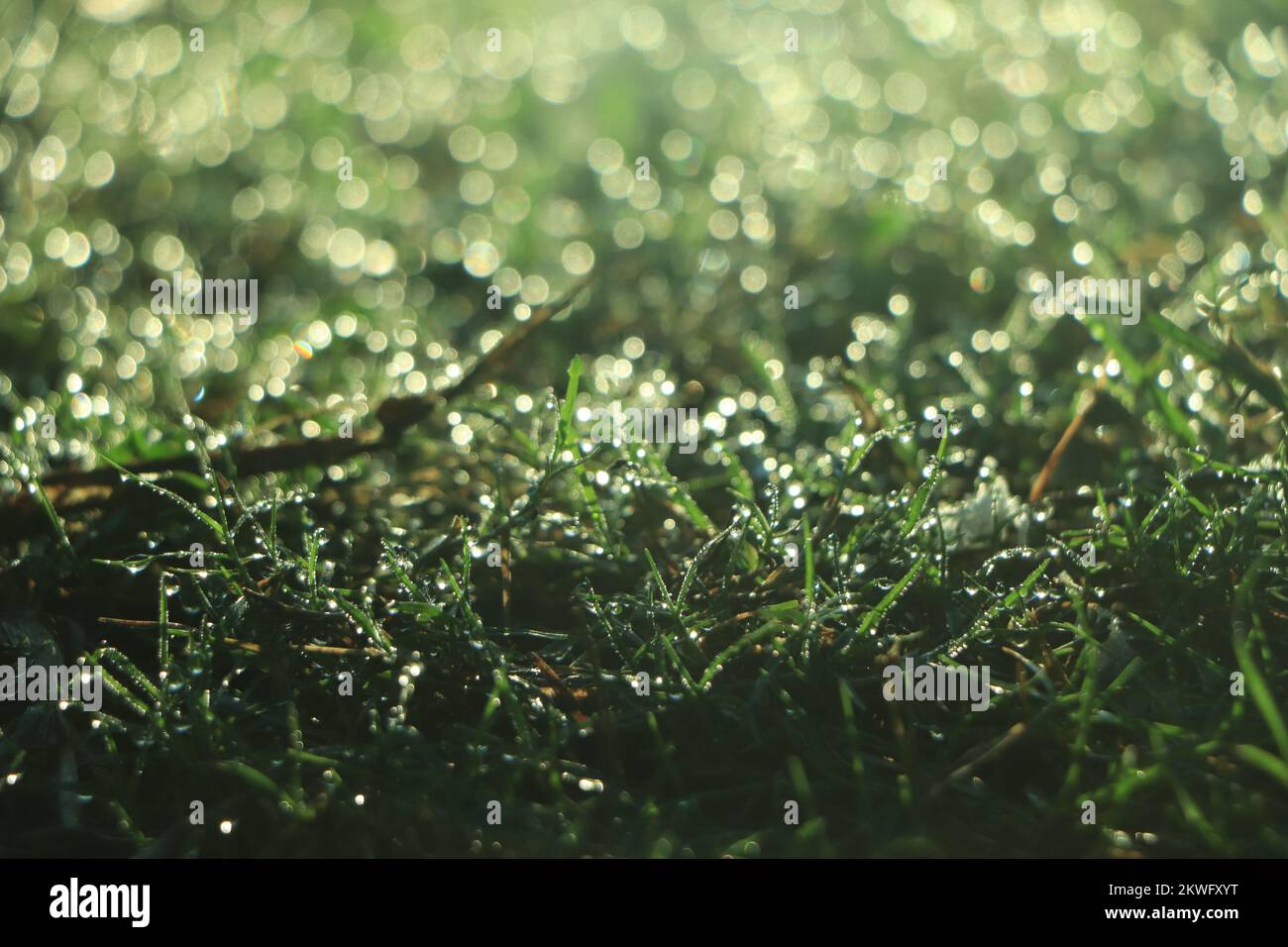 Grüner Grasrand. Viele Tau-Tropfen leuchten und funkeln in der Sonne im morgendlichen frischen, nassen Gras in der Natur. Stockfoto