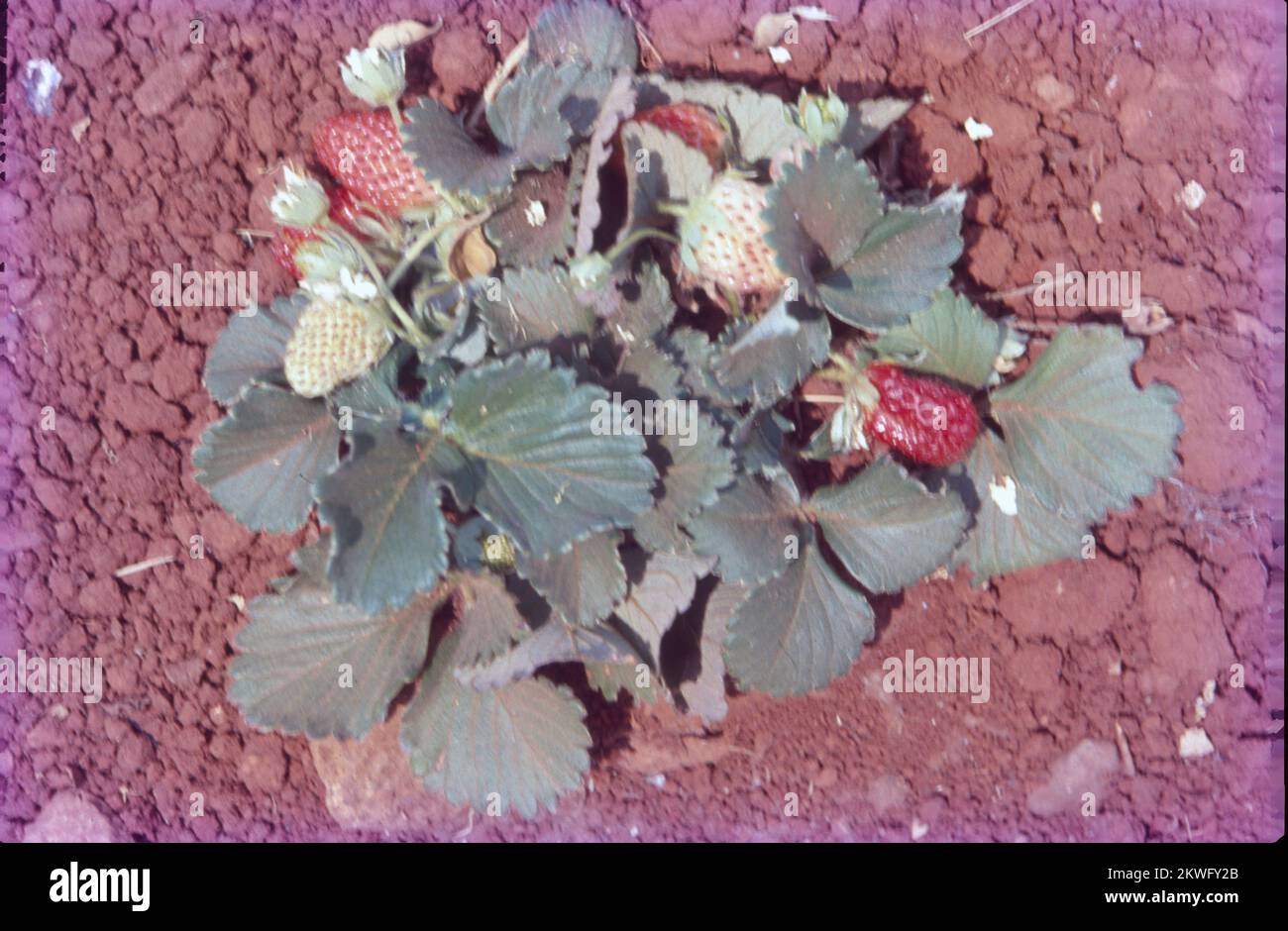 Die Gartenerdbeere ist eine weit verbreitete Hybridart der Gattung Fragaria, zusammen als Erdbeeren bekannt, die weltweit für ihre Früchte angebaut werden. Die Frucht wird weithin für ihr charakteristisches Aroma, ihre leuchtend rote Farbe, ihre saftige Textur und ihre Süße geschätzt. Stockfoto