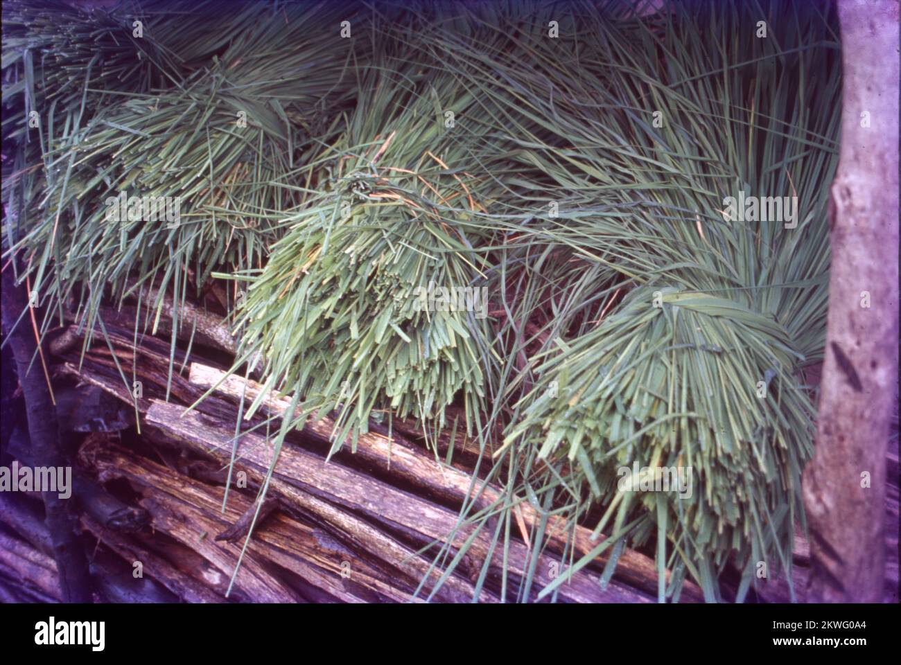 Oryza sativa, gemeinhin als asiatischer Reis oder Indica-Reis bekannt, ist die Pflanzenart, die im Englischen am häufigsten als Reis bezeichnet wird. Es handelt sich um die Art von gezüchtetem Reis, dessen Anbau weltweit am häufigsten ist, und wurde vor 13.500 bis 8.200 Jahren erstmals im Einzugsgebiet des Jangtse in China domestiziert. Als Getreidegetreide ist domestizierter Reis das am häufigsten konsumierte Grundnahrungsmittel für mehr als die Hälfte der Weltbevölkerung, Reis ist die wichtigste Nahrungsmittelpflanze im Hinblick auf die menschliche Ernährung und die Kalorienaufnahme.die traditionelle Methode zum Anbau von Reis überflutet die Felder. Stockfoto