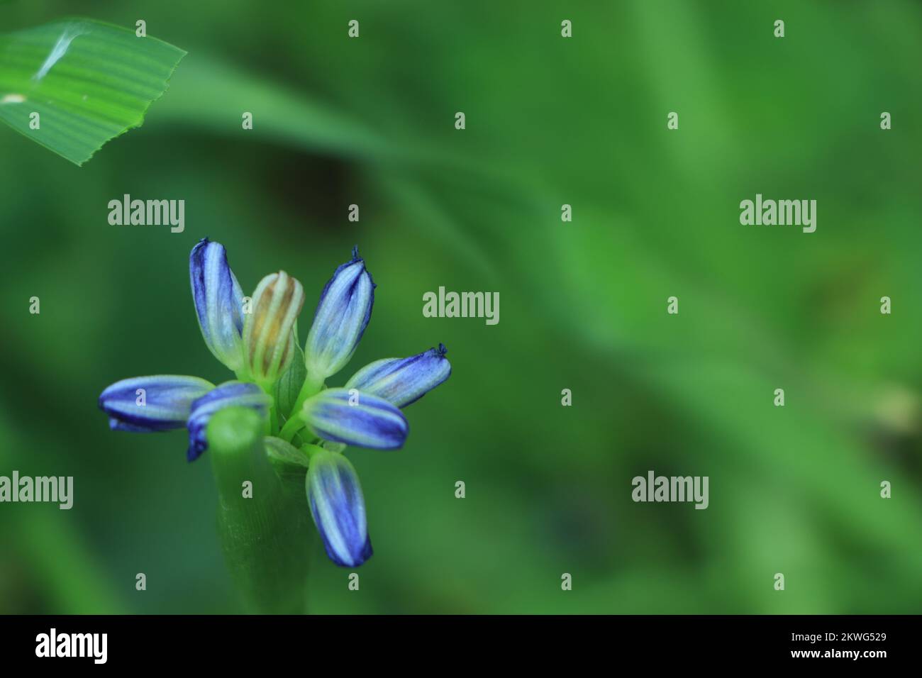 Blühende Agapanthus oder Lily vom Nil. Queensland, Australien. Schließen. Stockfoto