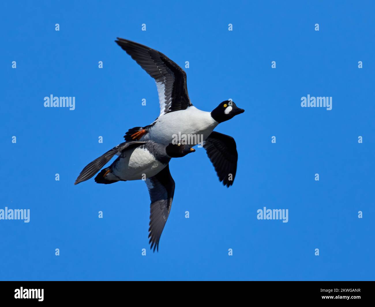 Gewöhnliche Goldaugen im Flug mit blauem Himmel im Hintergrund Stockfoto