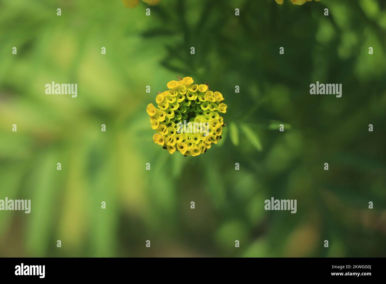 Gelbe Butterblumen blühen im Garten. Stockfoto