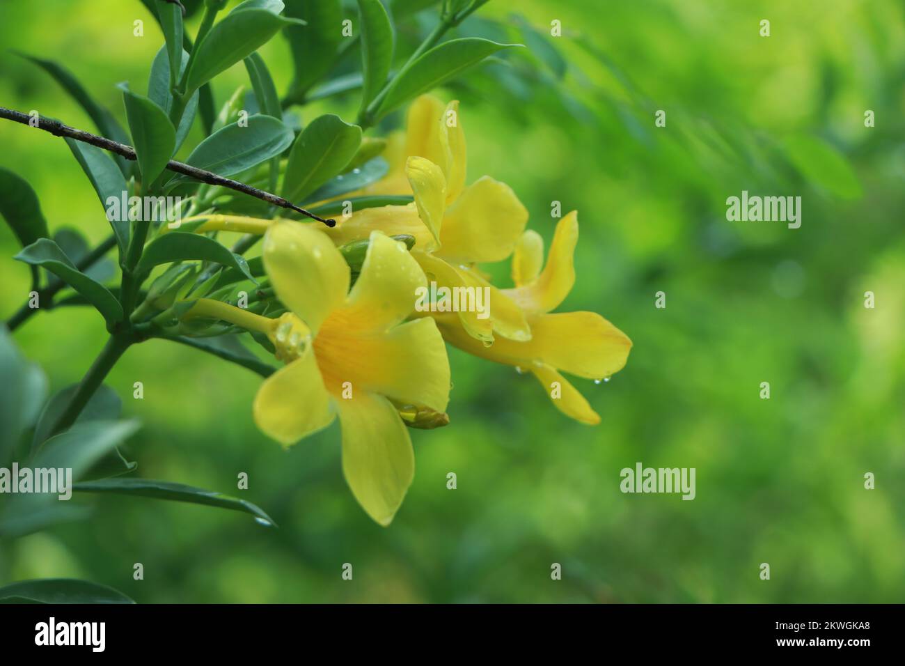 Frische gelbe Blumen auf dem Hintergrund von Allamanda, allamanda Common, Goldene Trompete, Gelbe Glocke (Allamanda cathartica) blühen auf dem Baum mit grünem lea Stockfoto